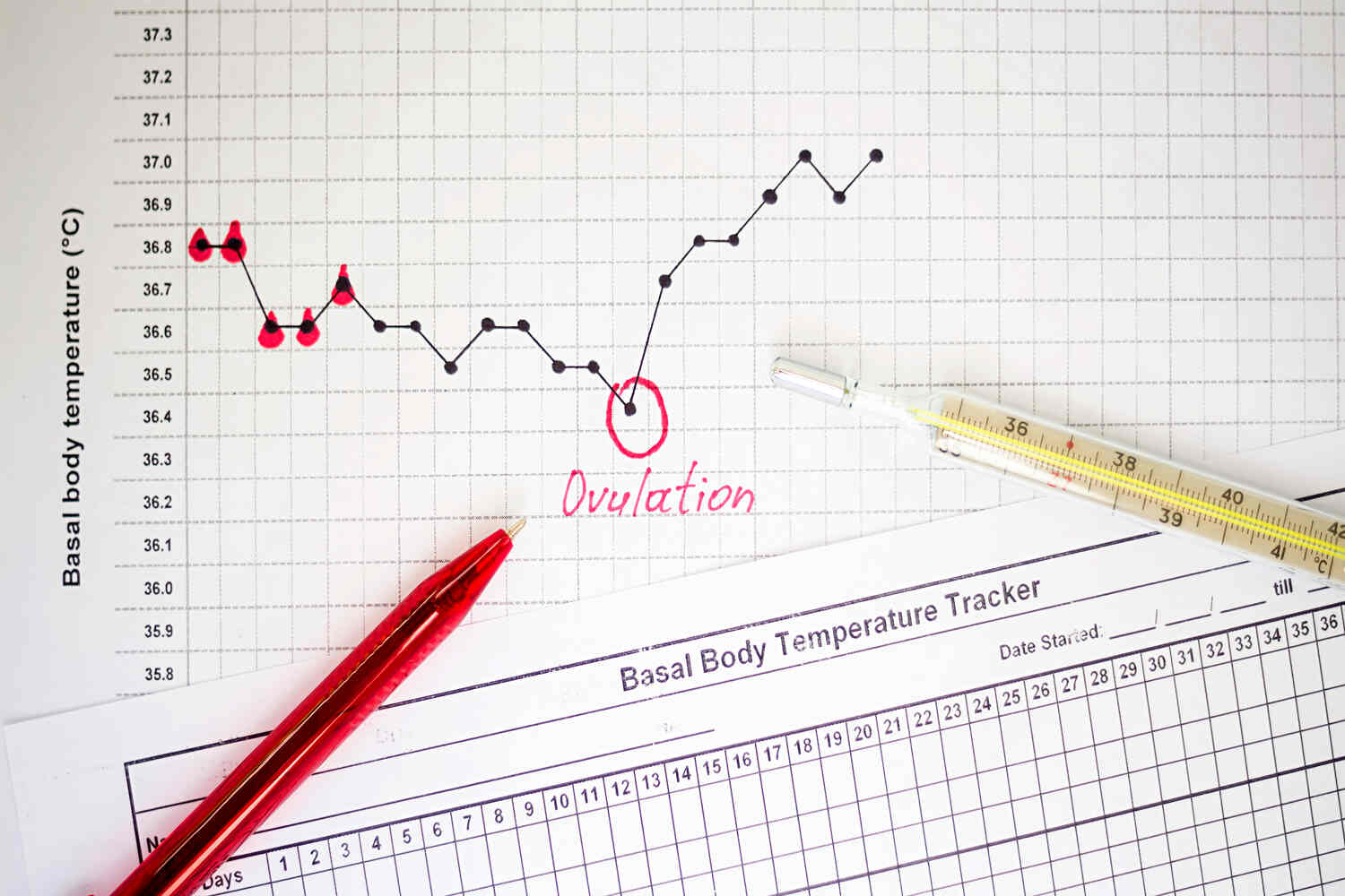 What Are The Indications The Ovulation Has Ended?