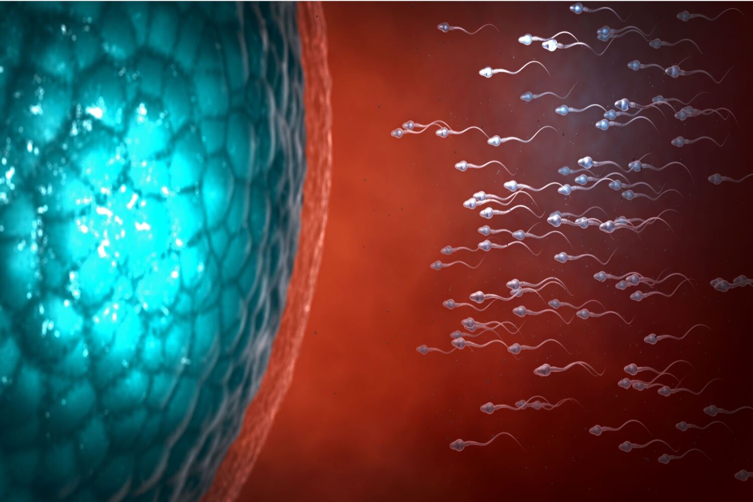 Sperm and ovum