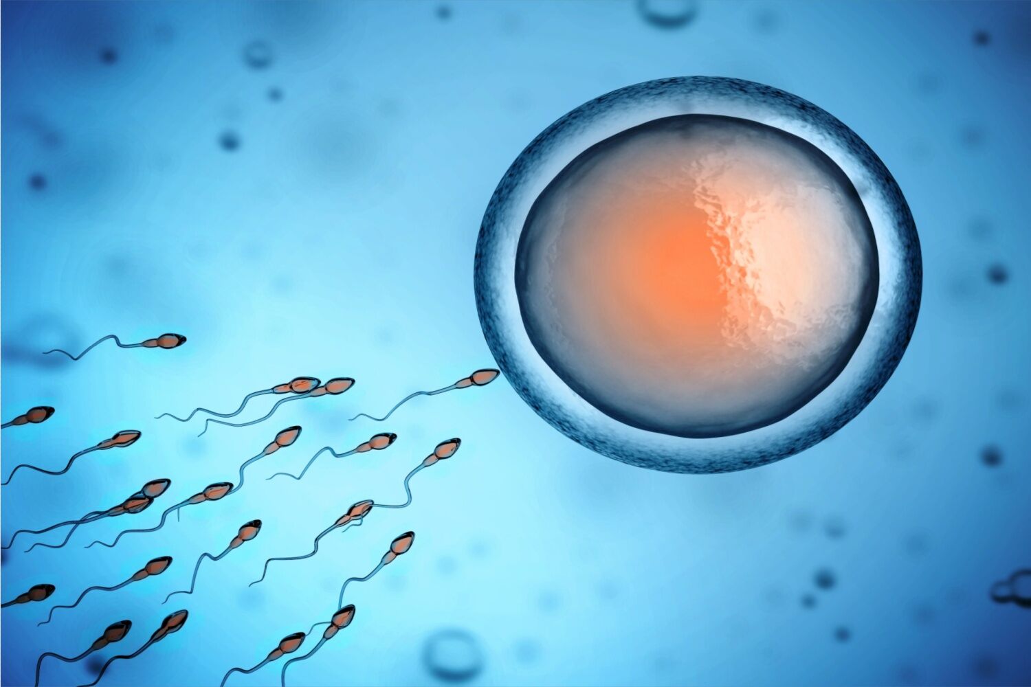 diet and male fertility