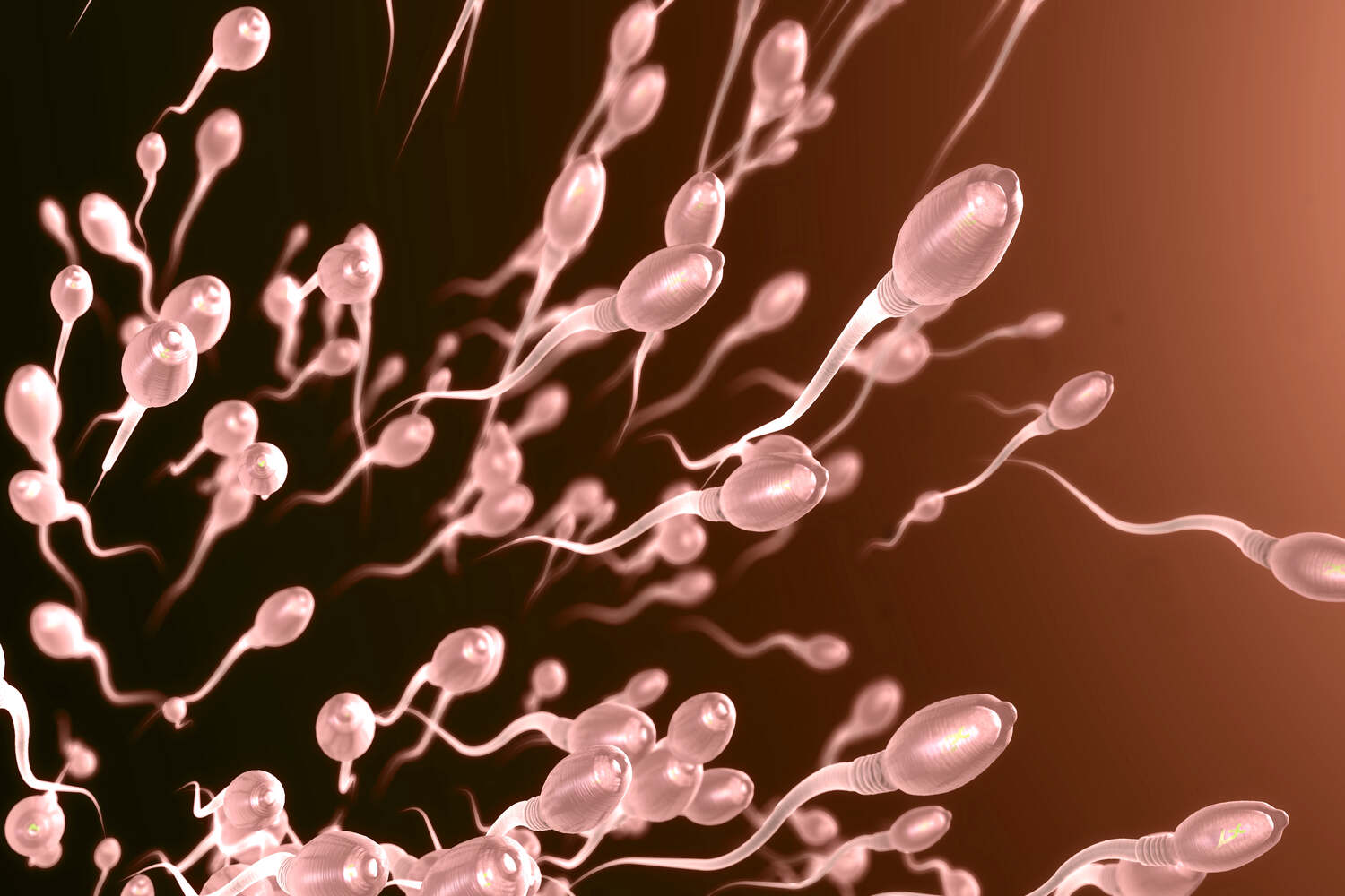 The Journey of a Sperm – A Complete Guide