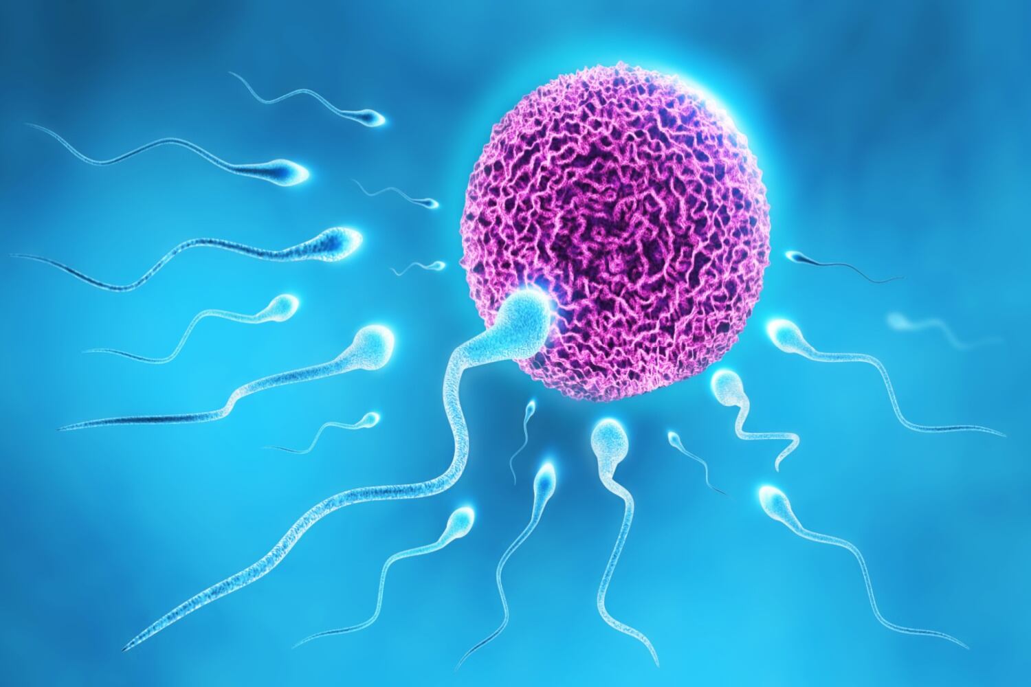 Sperm and ovum movement