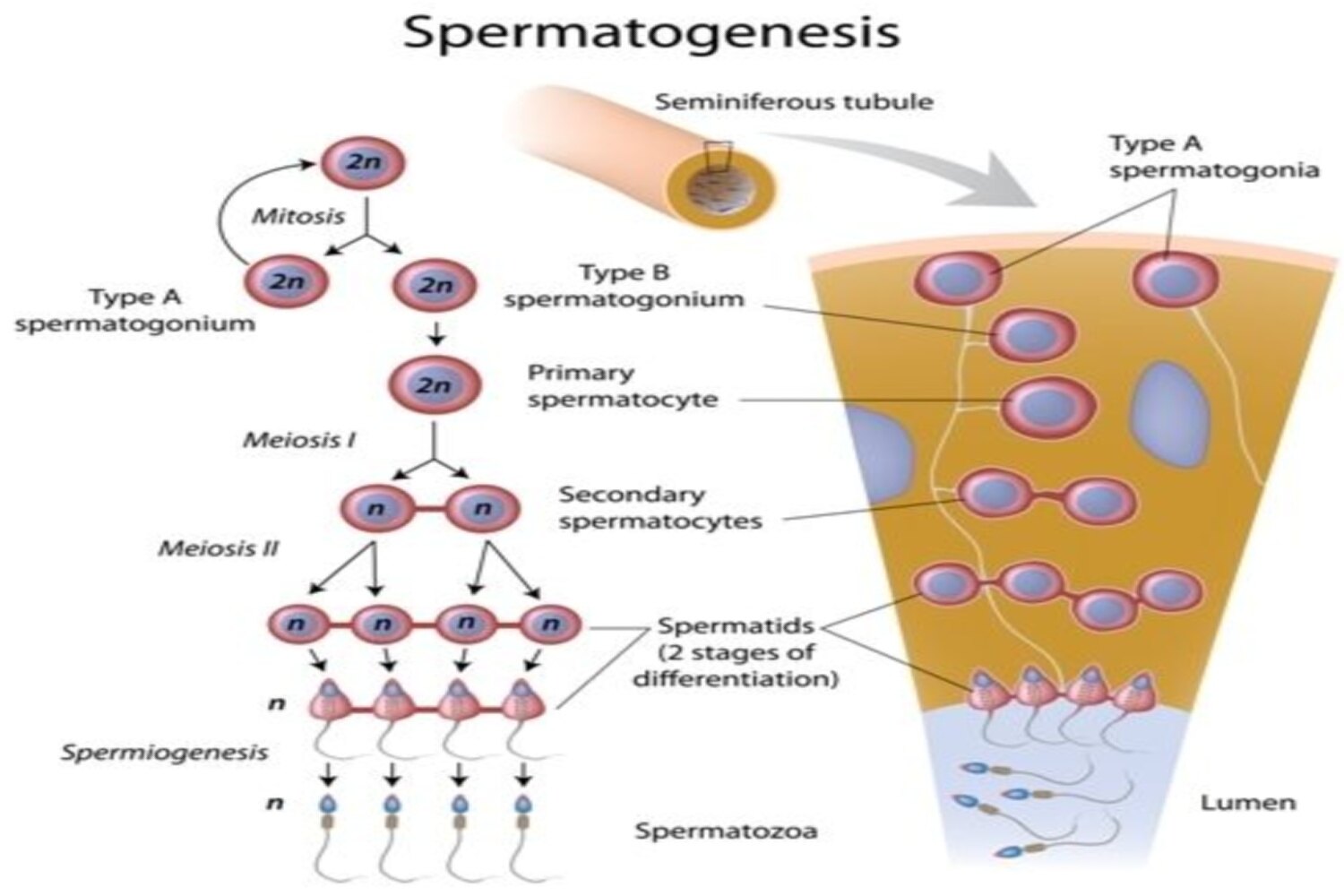 Spermatogenesis