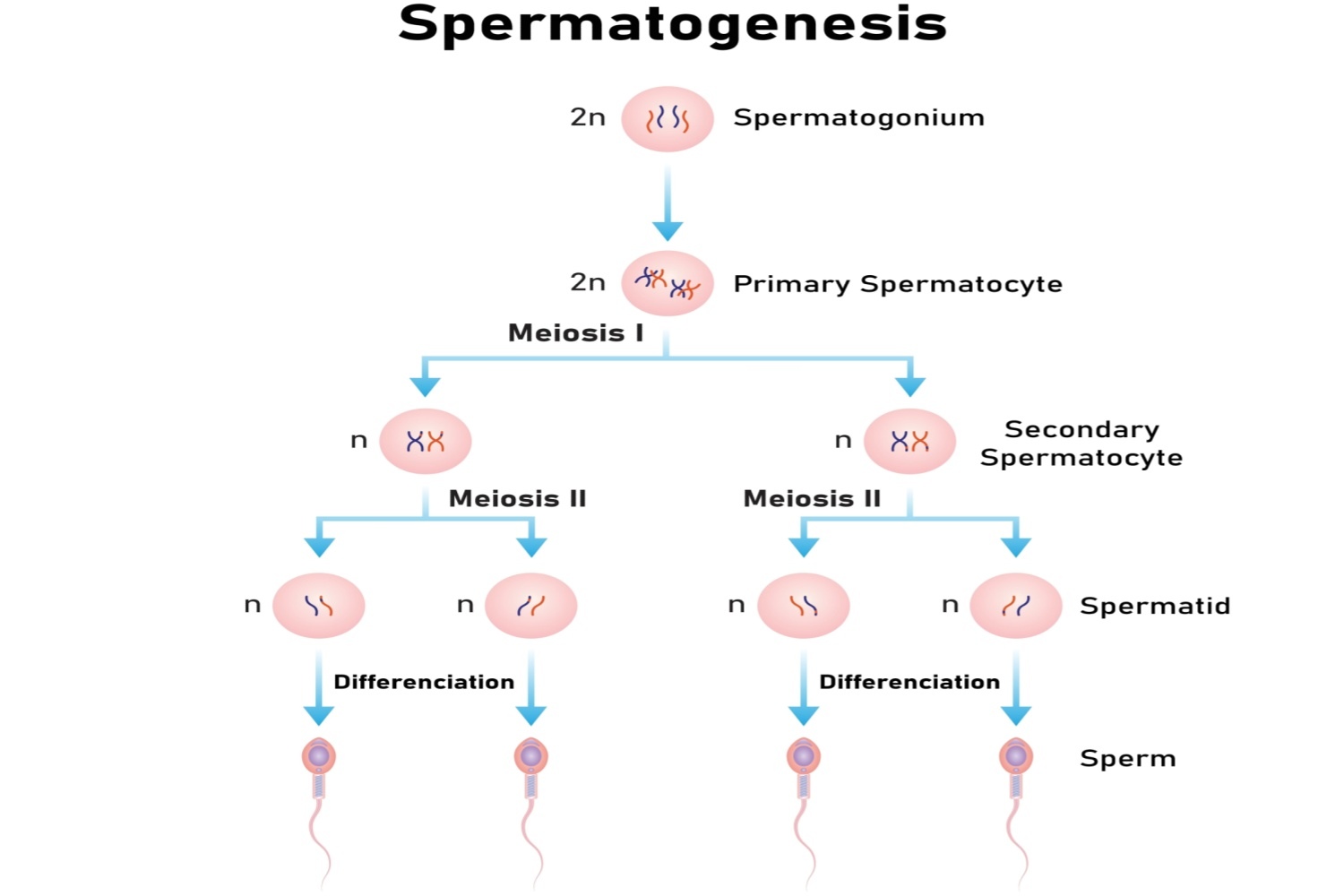 Spermatogenesis stages